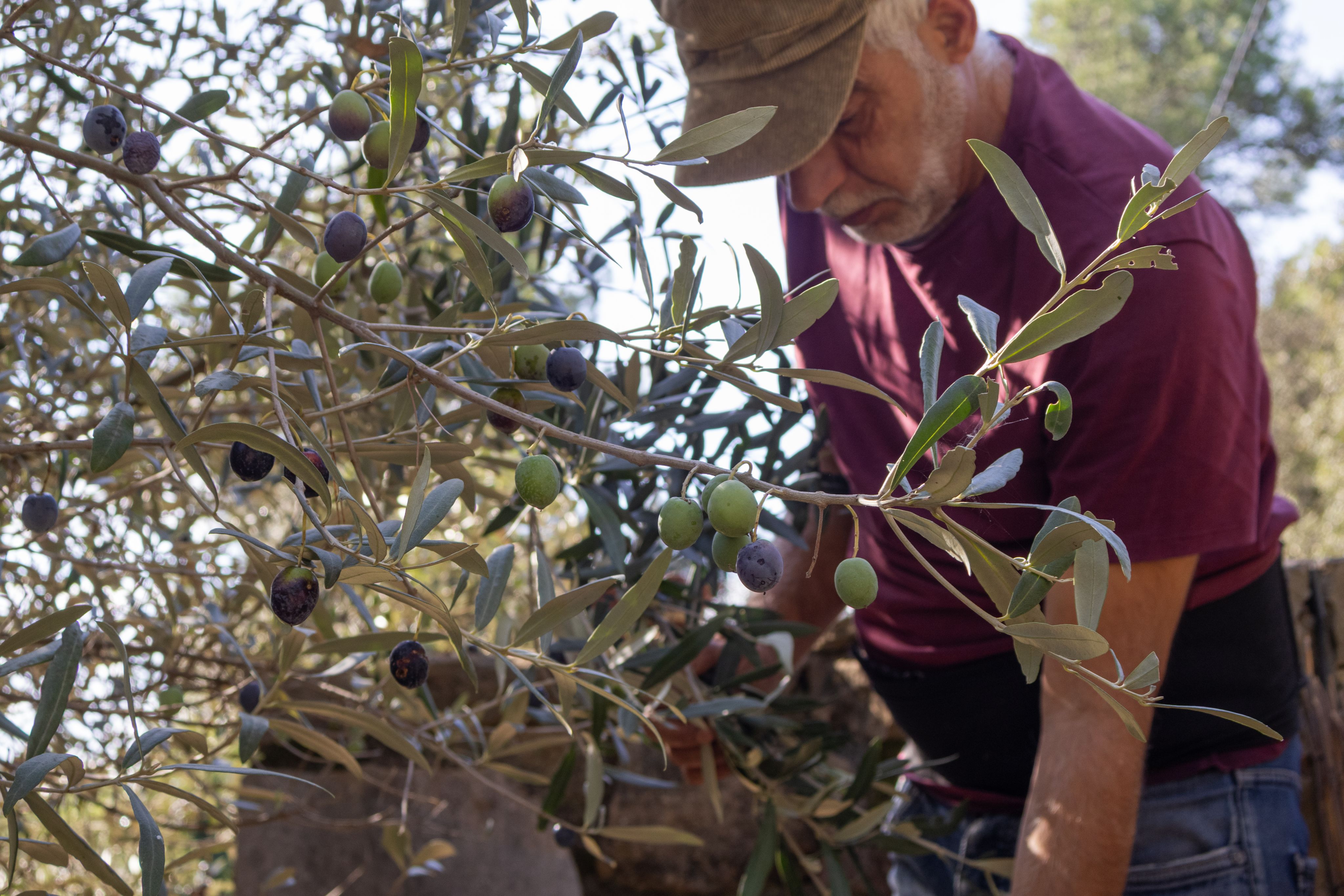Older man picking ripe black olives from olive tree branch during harvest season - Copyright - BelénMenta / Adobe Stock