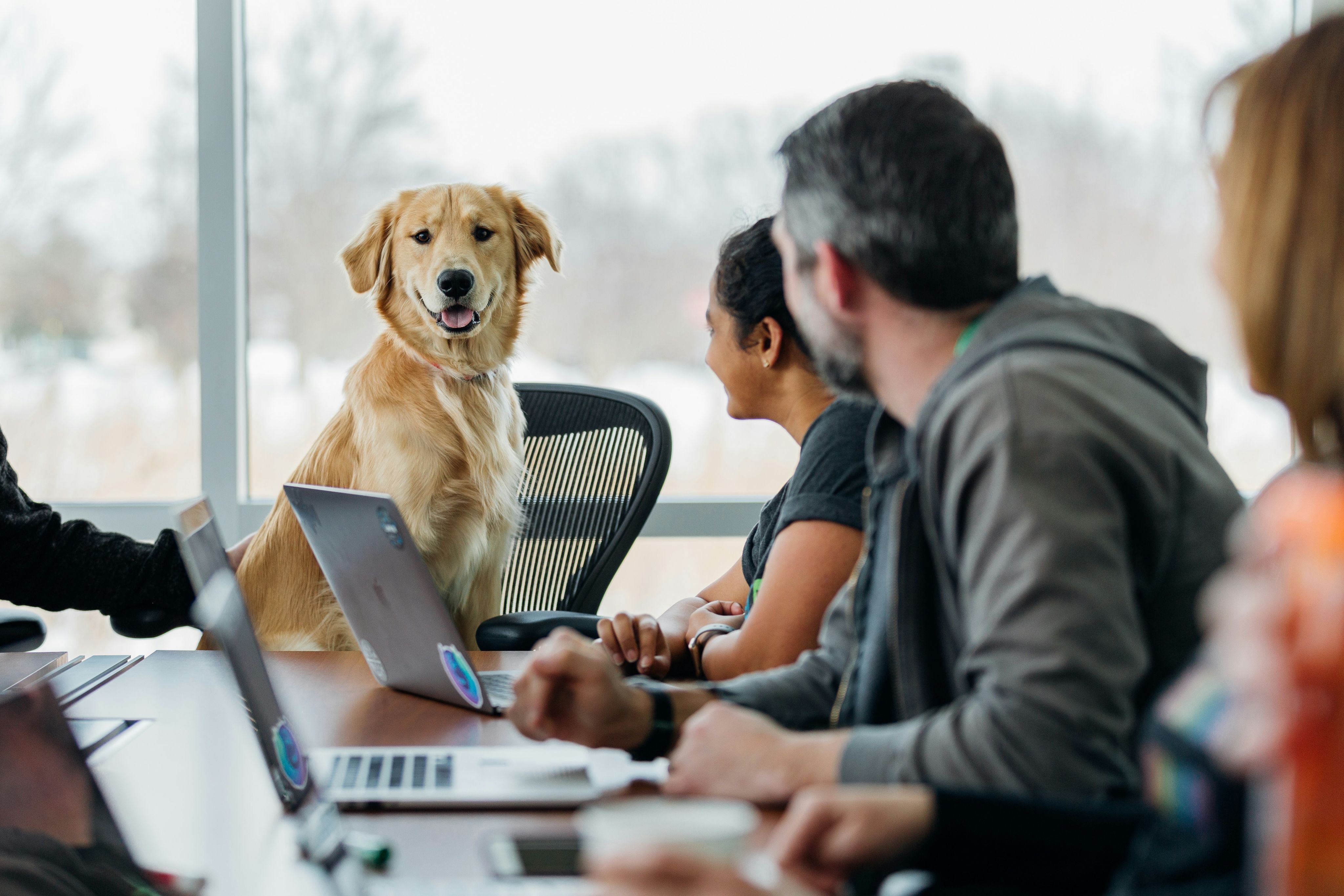 dog sitting on chair in an office with workers